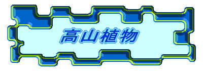 高山植物